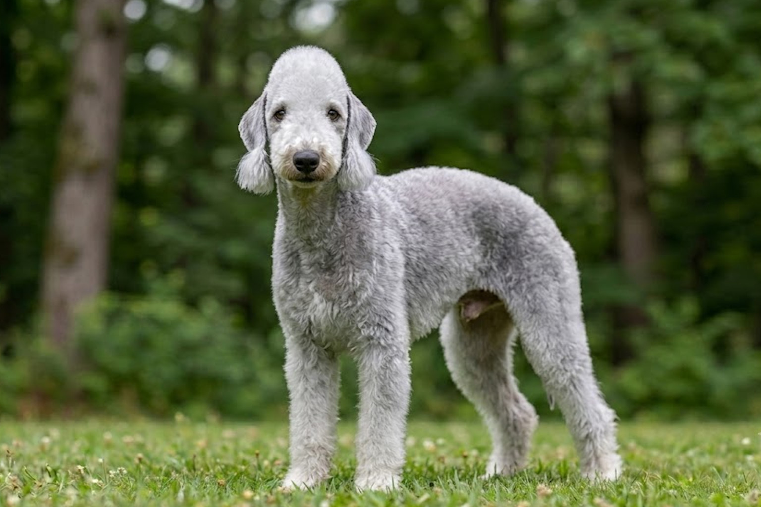 Bedlington Terrier
