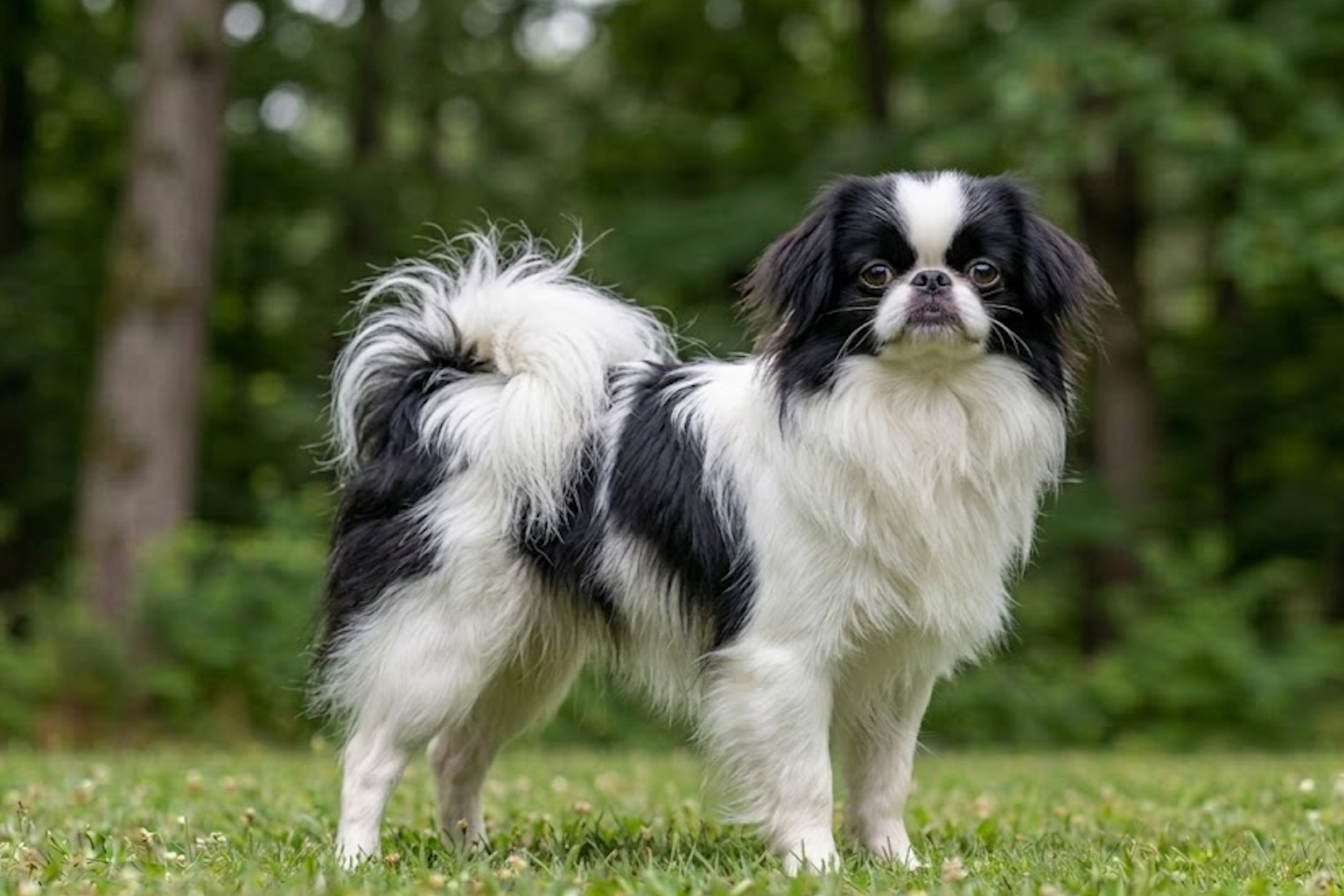 Japanese Chin