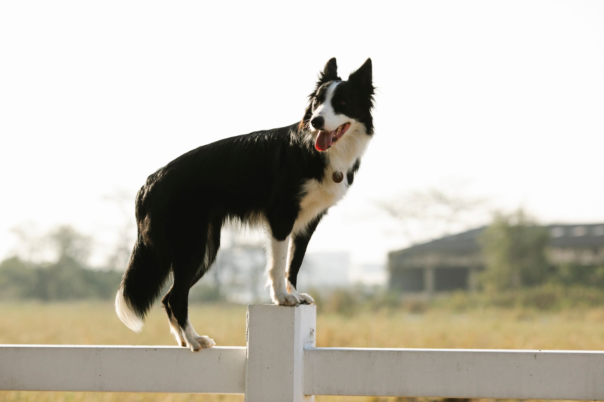 Border Collie