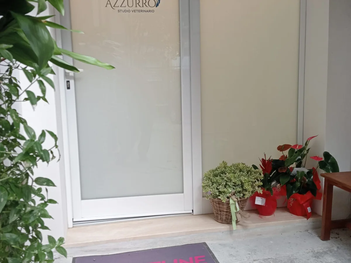 Immagine della galleria di STUDIO VETERINARIO IL GRIFONE AZZURRO