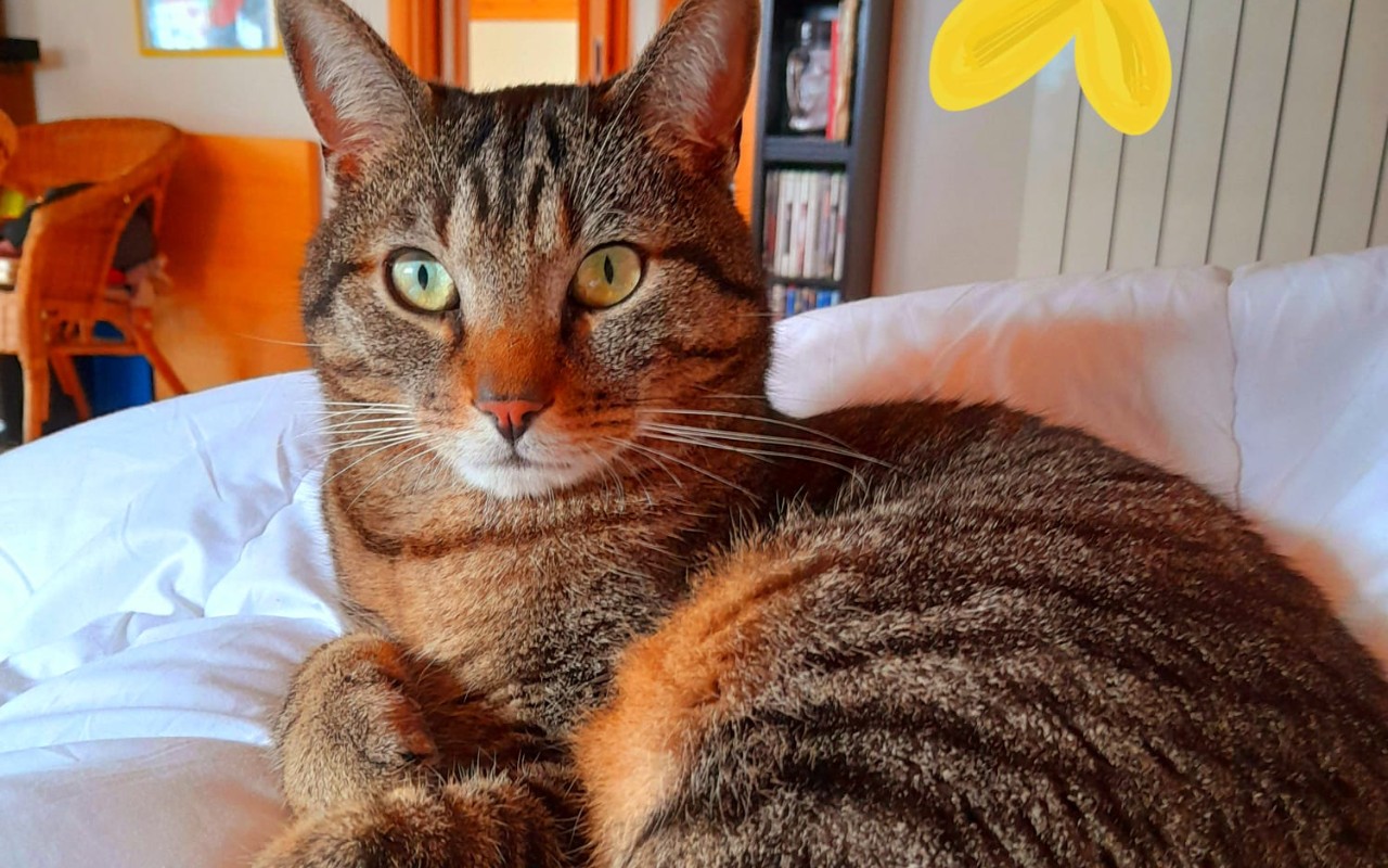 Gatto smarrito
