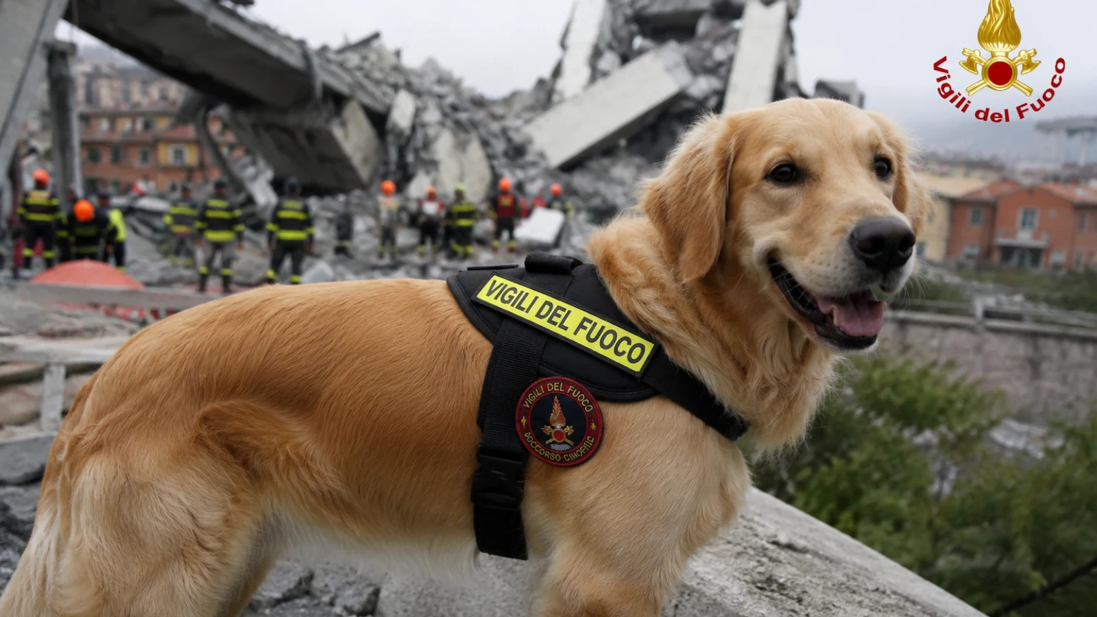 Addio a Zoe, il cane che non si fermò davanti alle macerie: il suo coraggio resterà per sempre