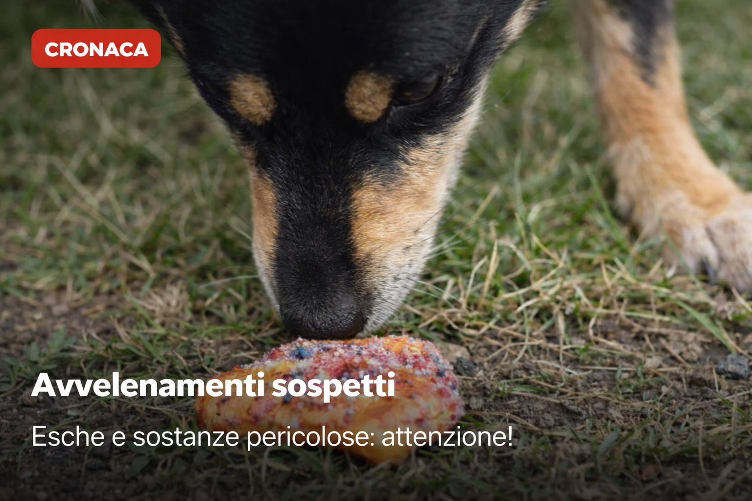 ⚠️ Avvelenamenti sospetti: attenzione a esche e sostanze pericolose