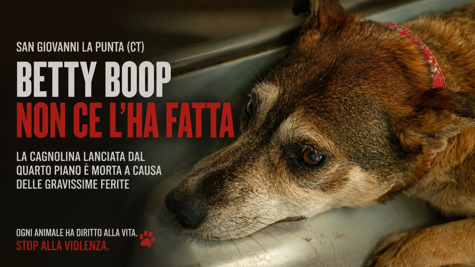 Betty Boop non ce l'ha fatta: morta la cagnolina lanciata dal quarto piano nel Catanese