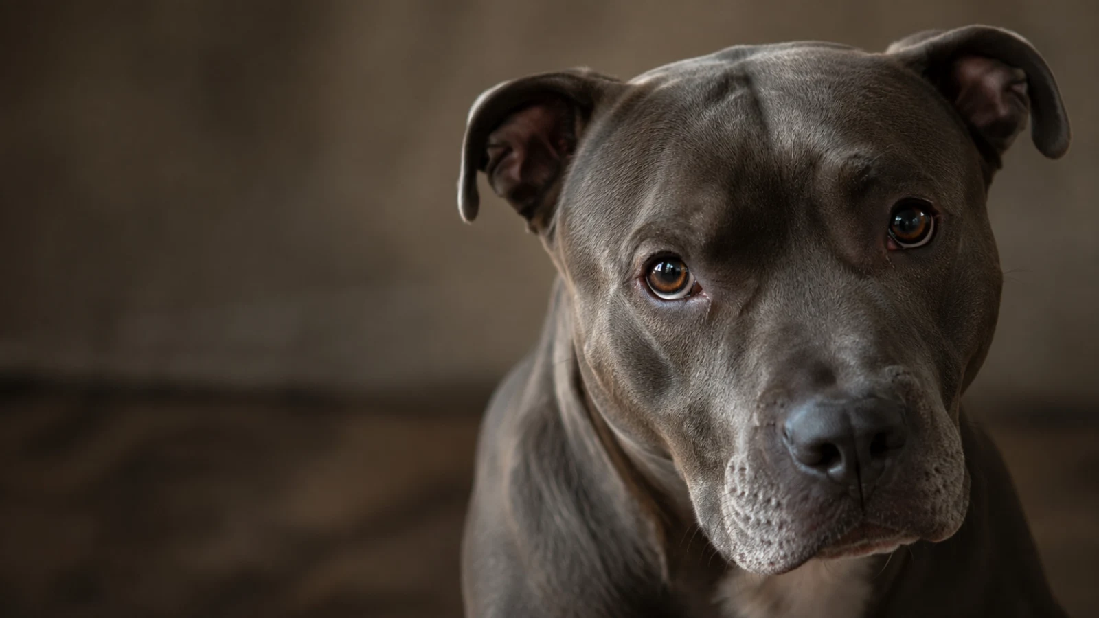 Merano, cane legato a una stufa senza acqua né cibo: una segnalazione gli ha salvato la vita
