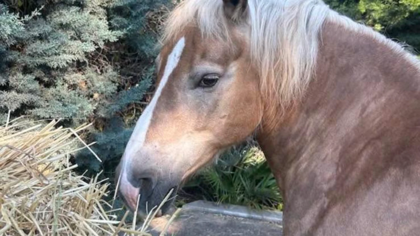 APPELLO URGENTE – Mia, cavalla di 8 anni, rubata nella zona di Castel del Monte: aiutiamola a tornare a casa