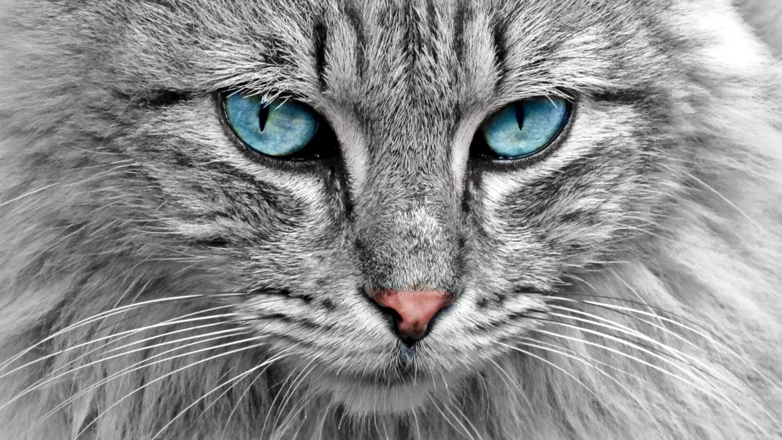 Come capire se un gatto ha dolori articolari? I segnali da non sottovalutare