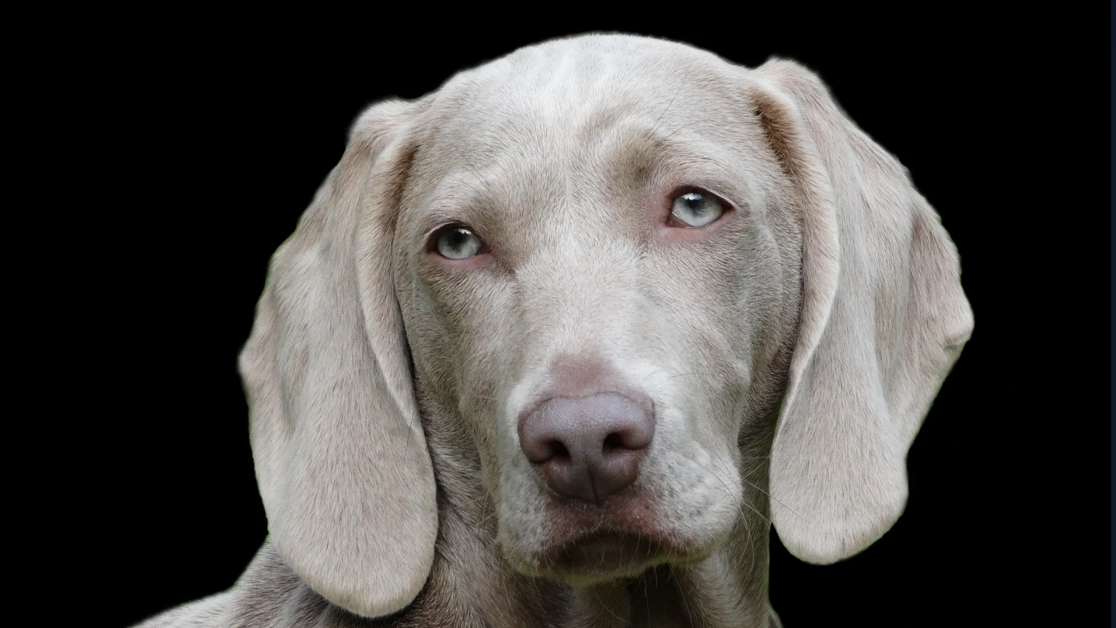 Come capire se il mio cane ha problemi di salute? I campanelli d’allarme da non ignorare