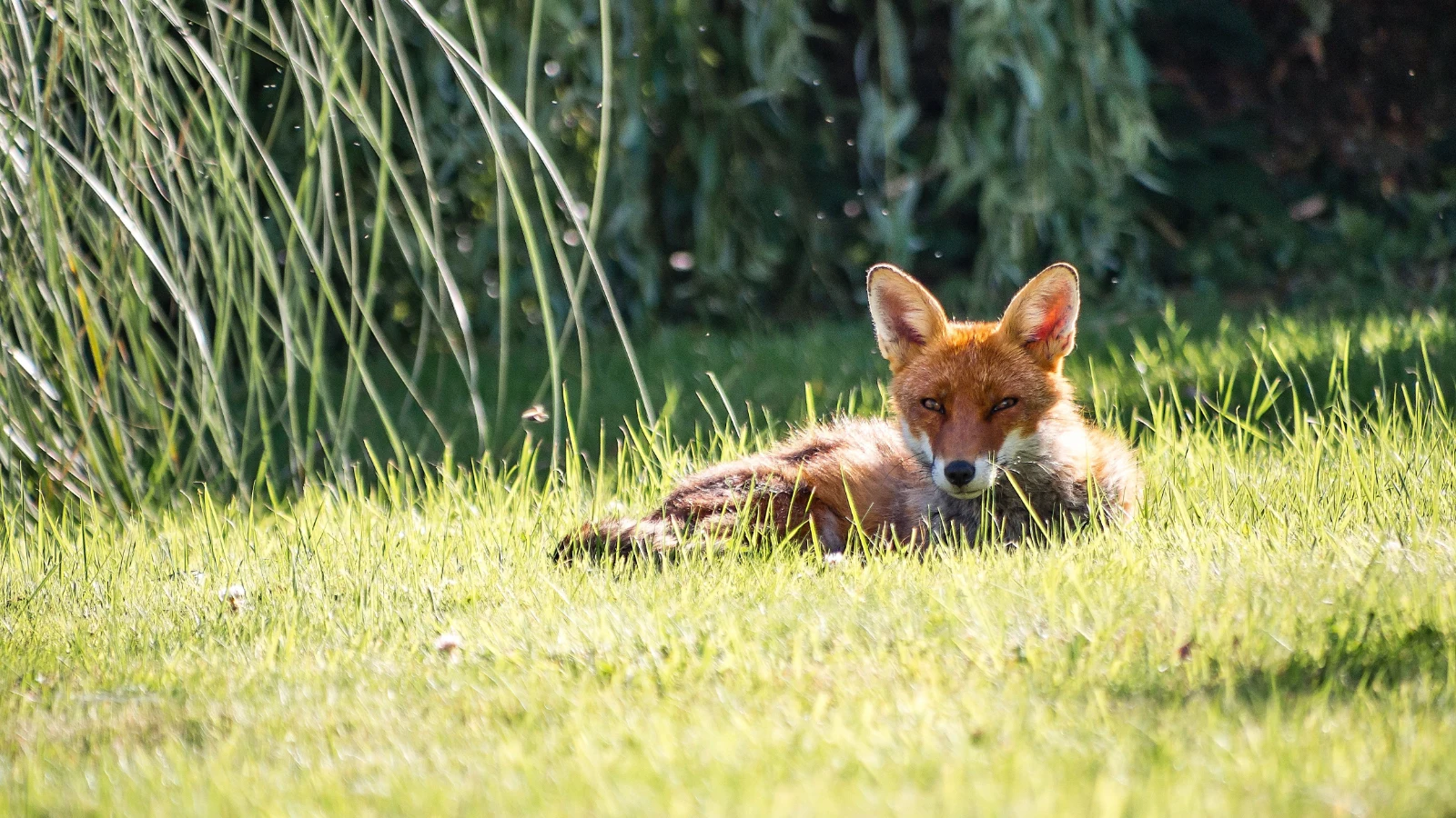 Cercano di impiccare un cucciolo di volpe sull’Appia. Interviene fortunatamente un Runner.