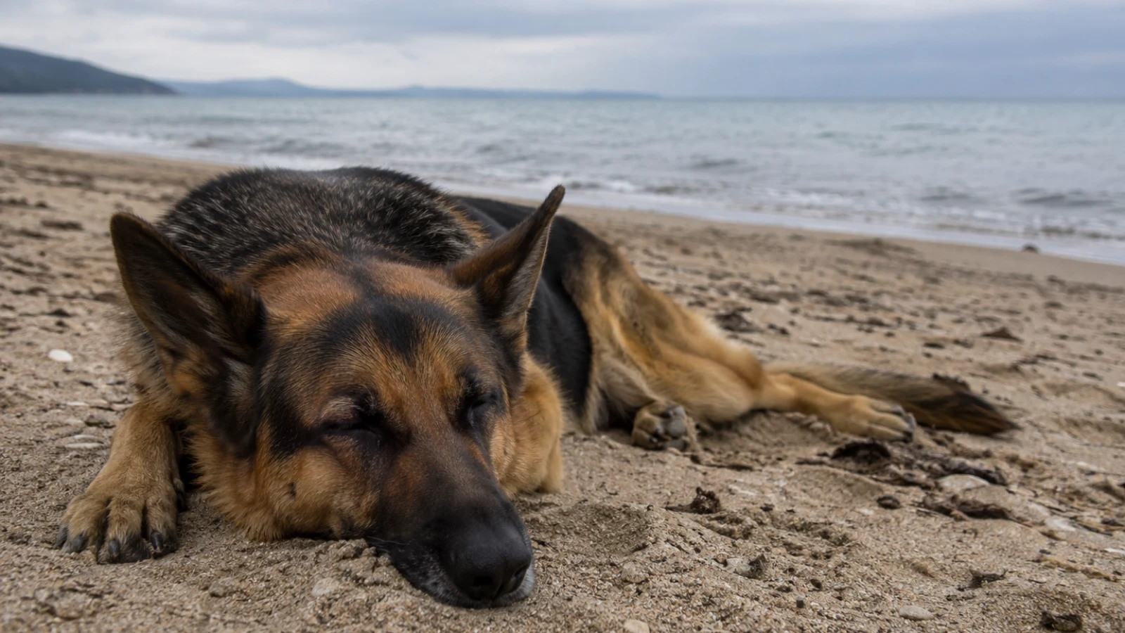 Grosseto, cane muore dopo un malore in spiaggia: indagini sui proprietari che si sarebbero allontanati