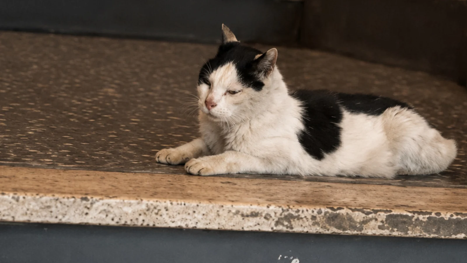 Addio a "Gatto", la mascotte del Cinema Centrale di Imperia: una storia che lascia tante domande