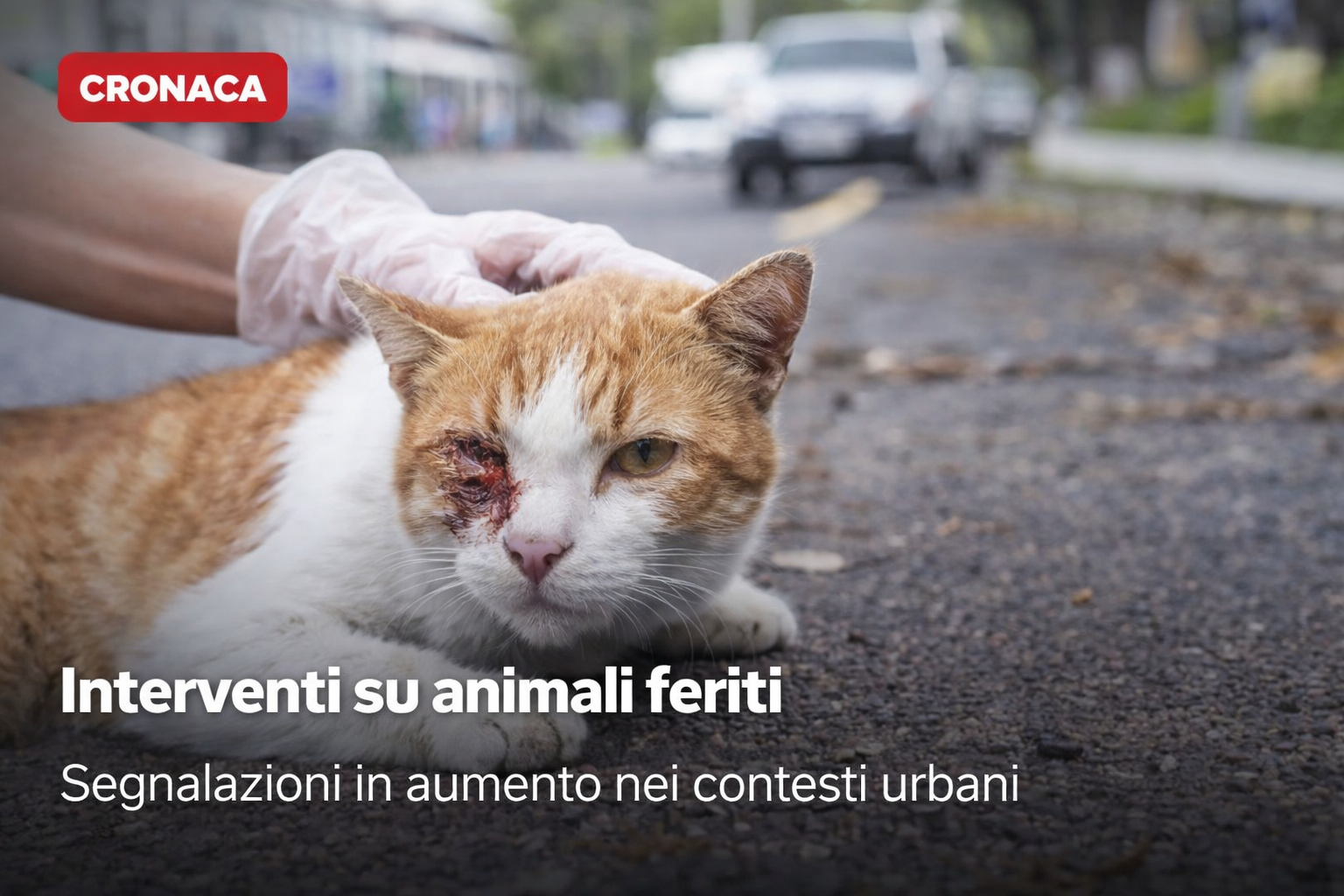 🚨 Interventi su animali feriti: segnalazioni in aumento nelle aree urbane