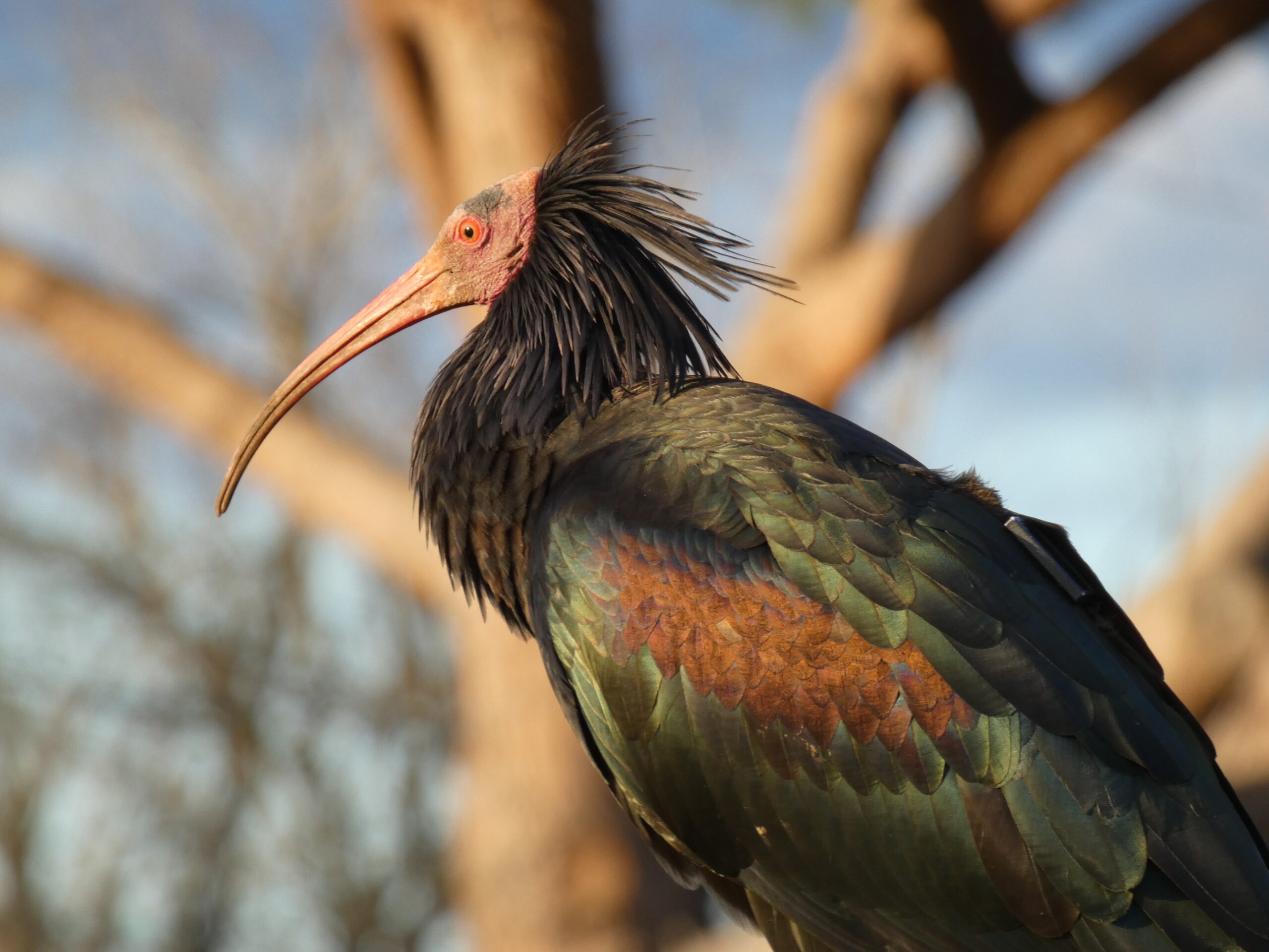 L’ibis eremita torna a volare: una delle specie più rare d’Europa sta crescendo anche in Italia