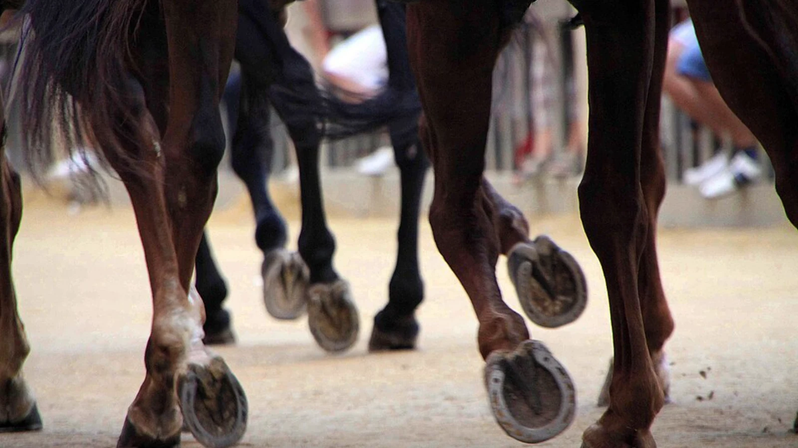 Palio di Siena: quando la tradizione mette a rischio gli animali, è tempo di fermarsi