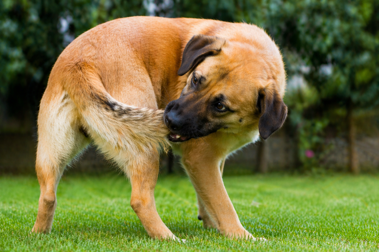 Perché il cane si morde la coda? Cause reali (e quando preoccuparsi)