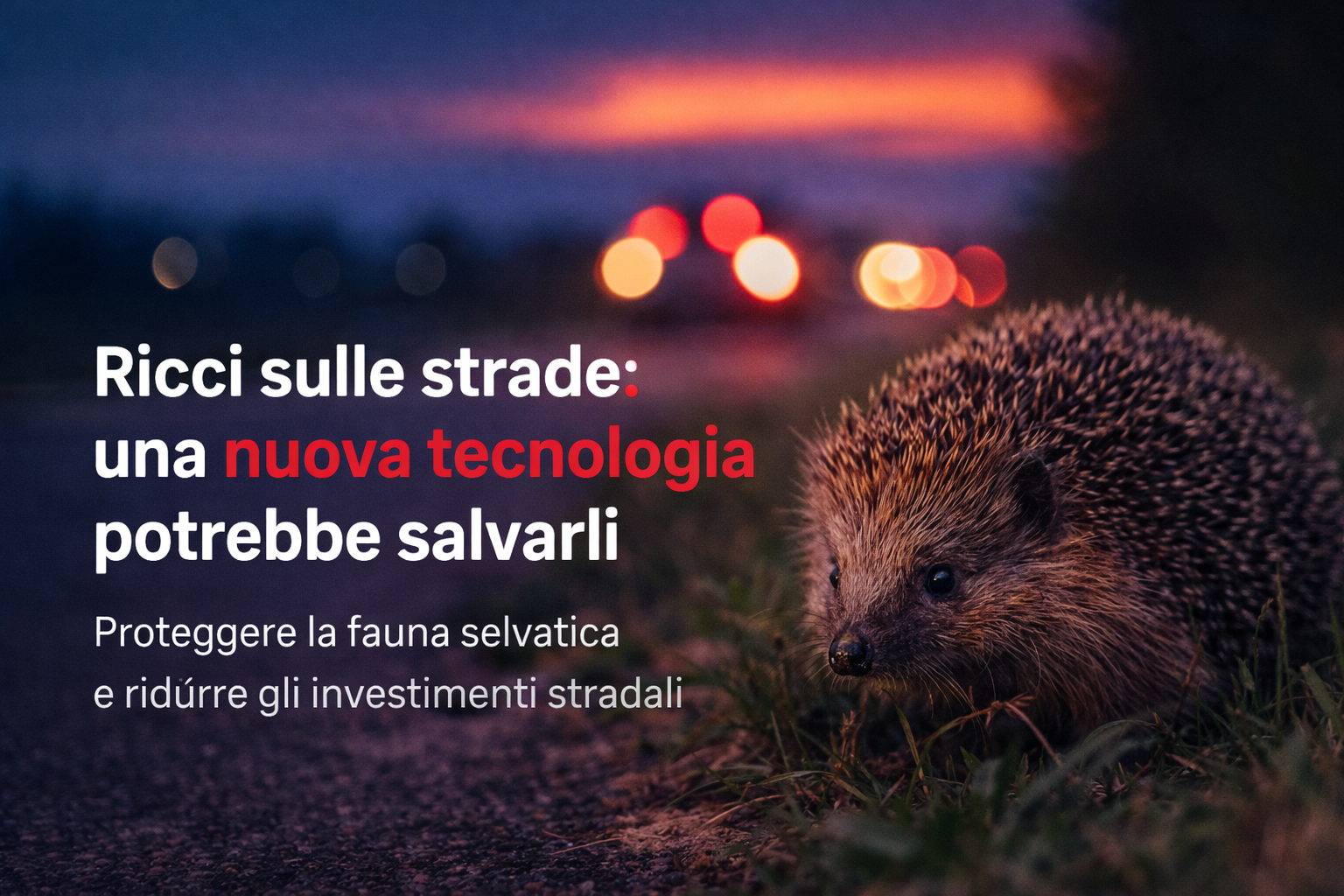 Ricci investiti sulle strade: una nuova tecnologia potrebbe salvarli