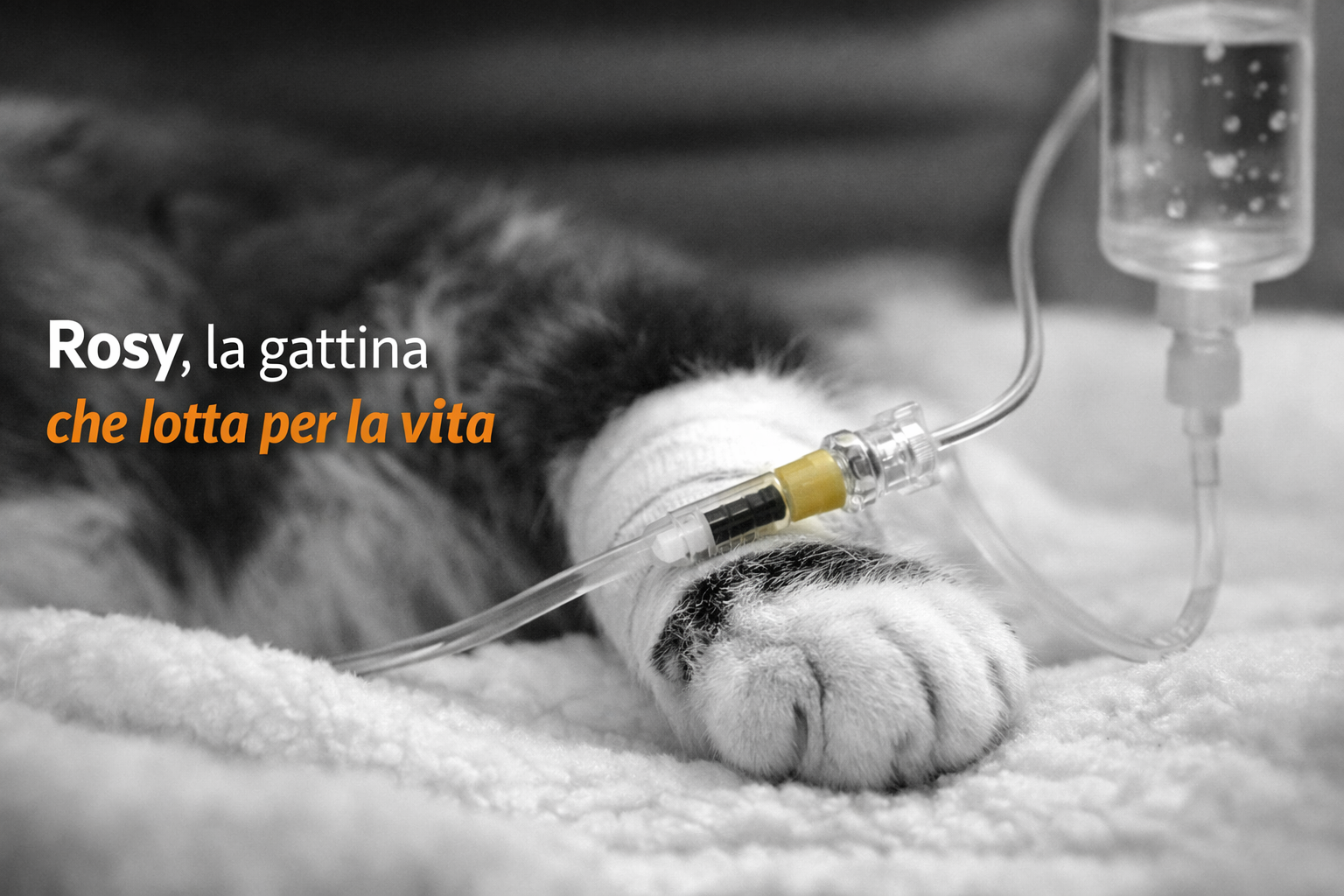 Rosy gattina stuprata: come sta oggi, condizioni attuali e aggiornamenti