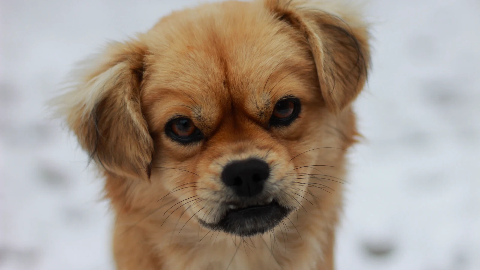 Quali sono i sintomi di un cane nervoso? Segnali, cause e come aiutarlo