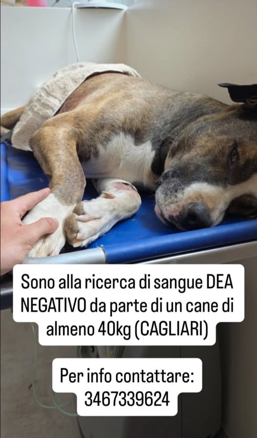 urge sangue