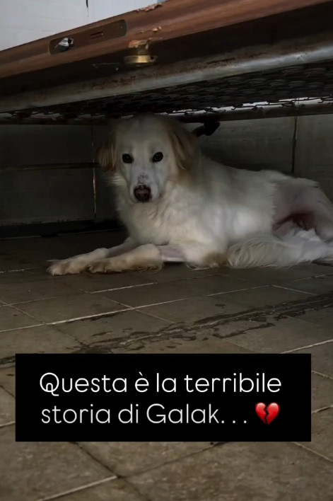 💔 GALAK.  5 anni. Travolto da un tir