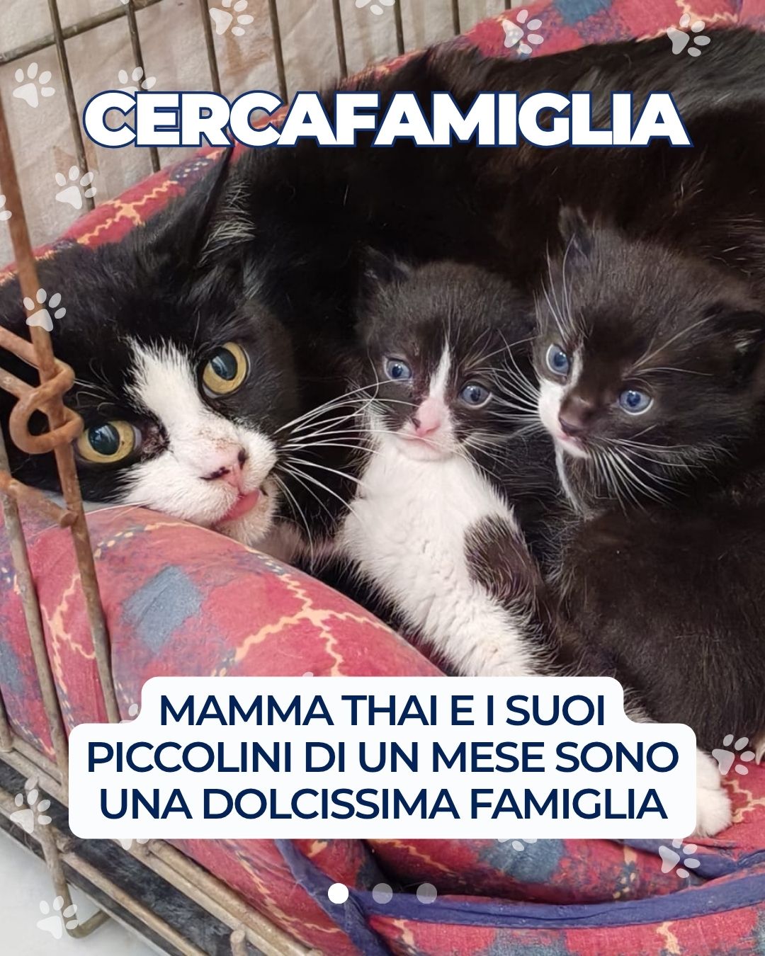 Mamma Thai e i suoi piccolini cercano casa 💙