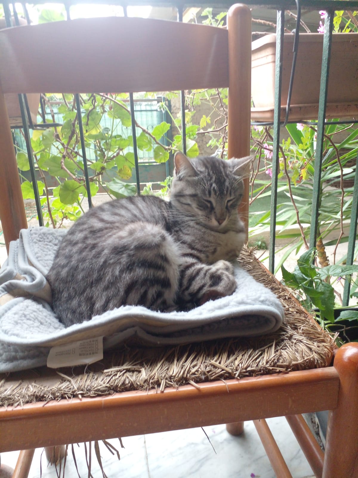 🐾 ADOZIONE URGENTE – QUAGLIANO (NA)