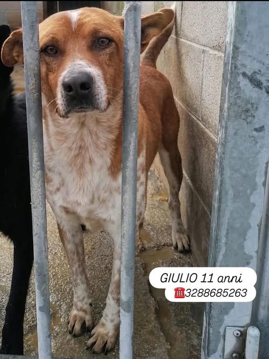 GIULIO