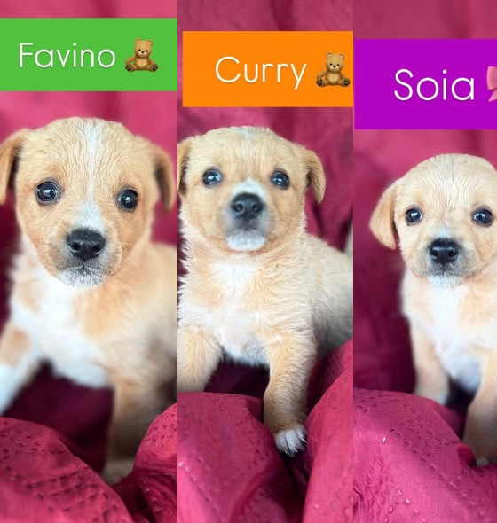 💔 URGENTE – TRE CUCCIOLI ABBANDONATI IN UNA SCATOLA