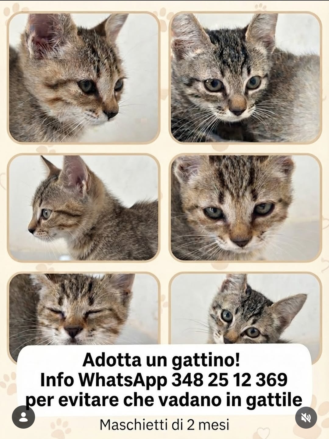 Gattini in cerca di casa