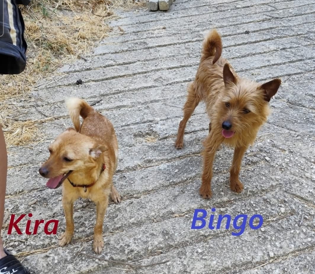 Kira e Bingo, fratelli inseparabili