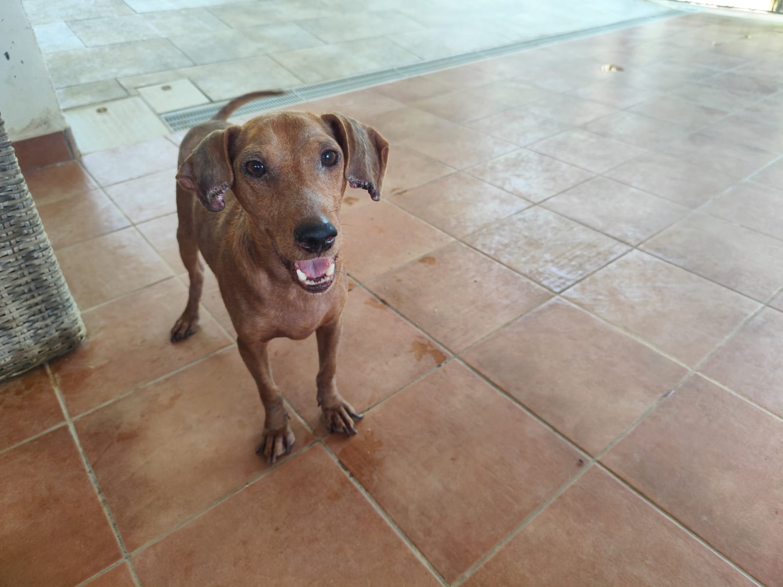 Andy, cucciolone di 7 kg