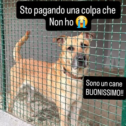 Kratos ❤️ 👇IN CANILE DI DONNICI-COSENZA