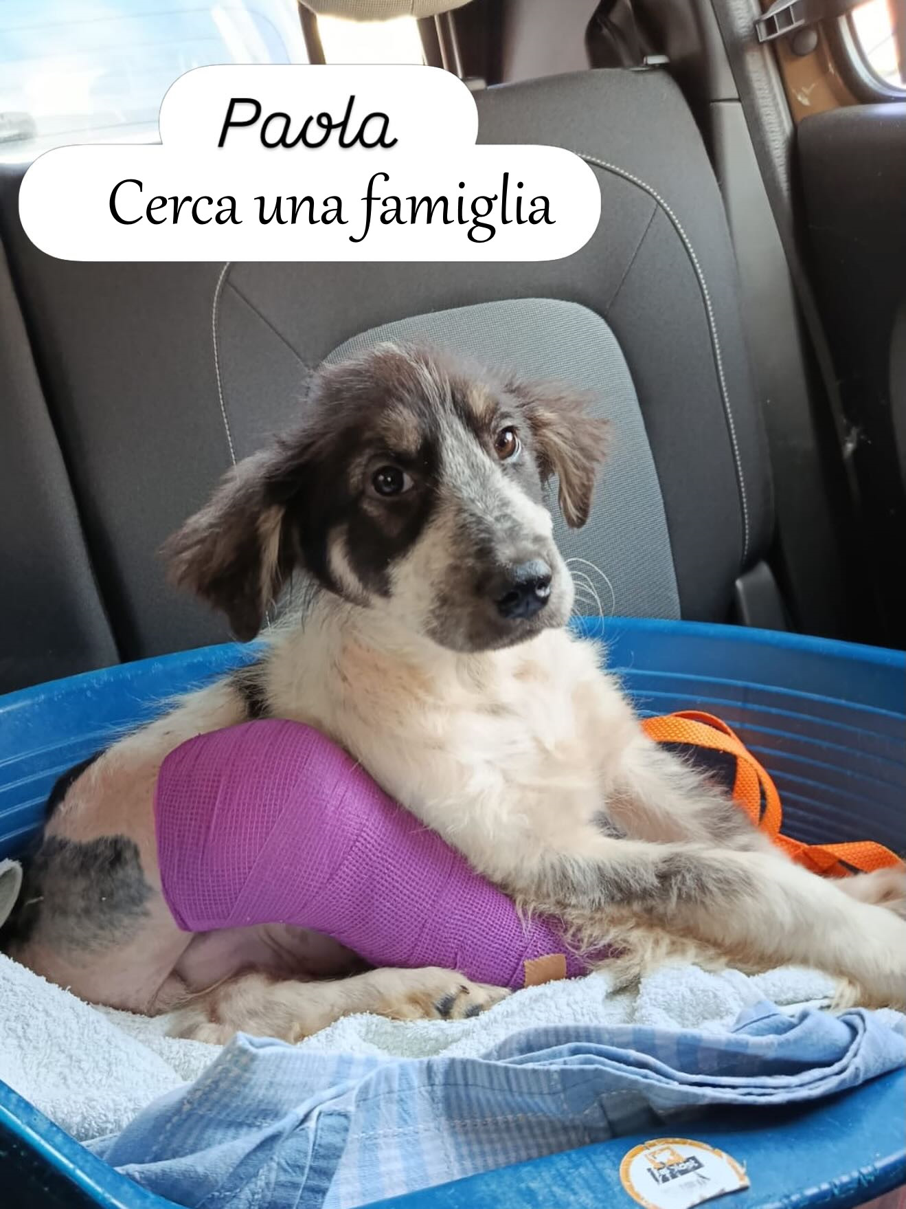 Paola cerca una casa e tanto amore