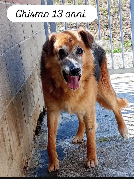 Il suo compagno di box è morto e lui resta solo 😢 GHISMO