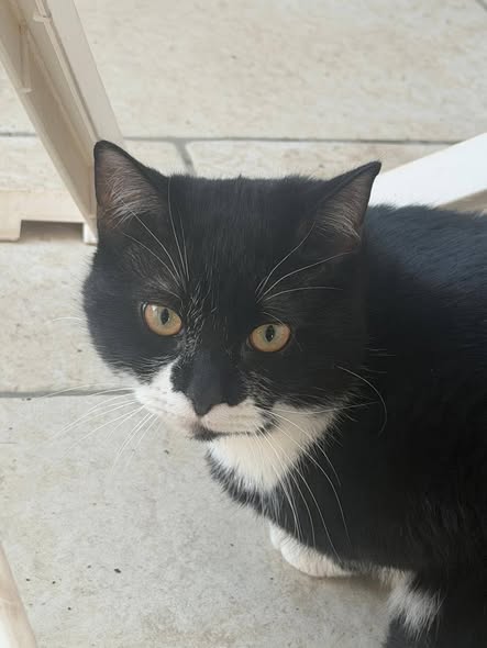 FIGARO