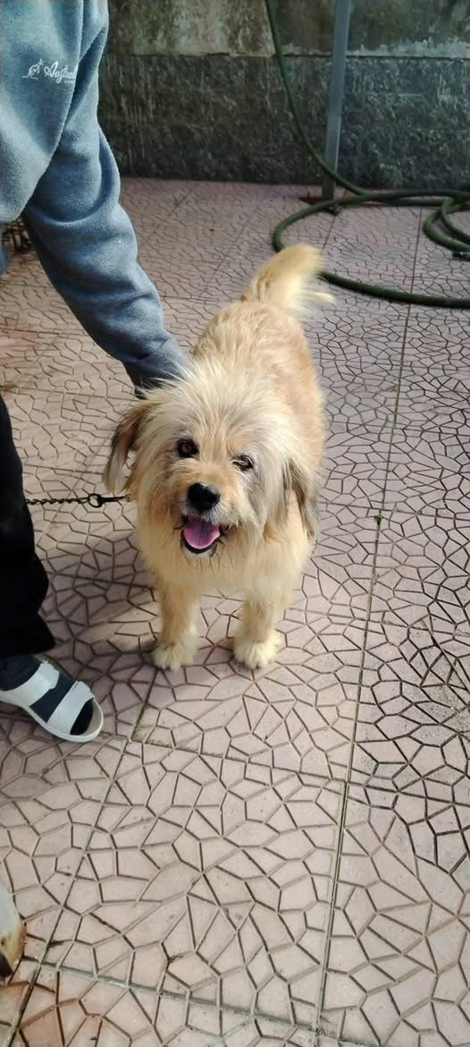 💔 URGENTE 💔 Laky chiede la vostra attenzione