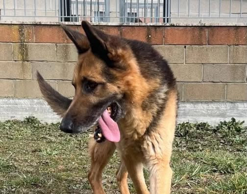REX CERCA UNA FAMIGLIA