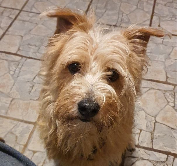 UNA SPERANZA PER BALOO