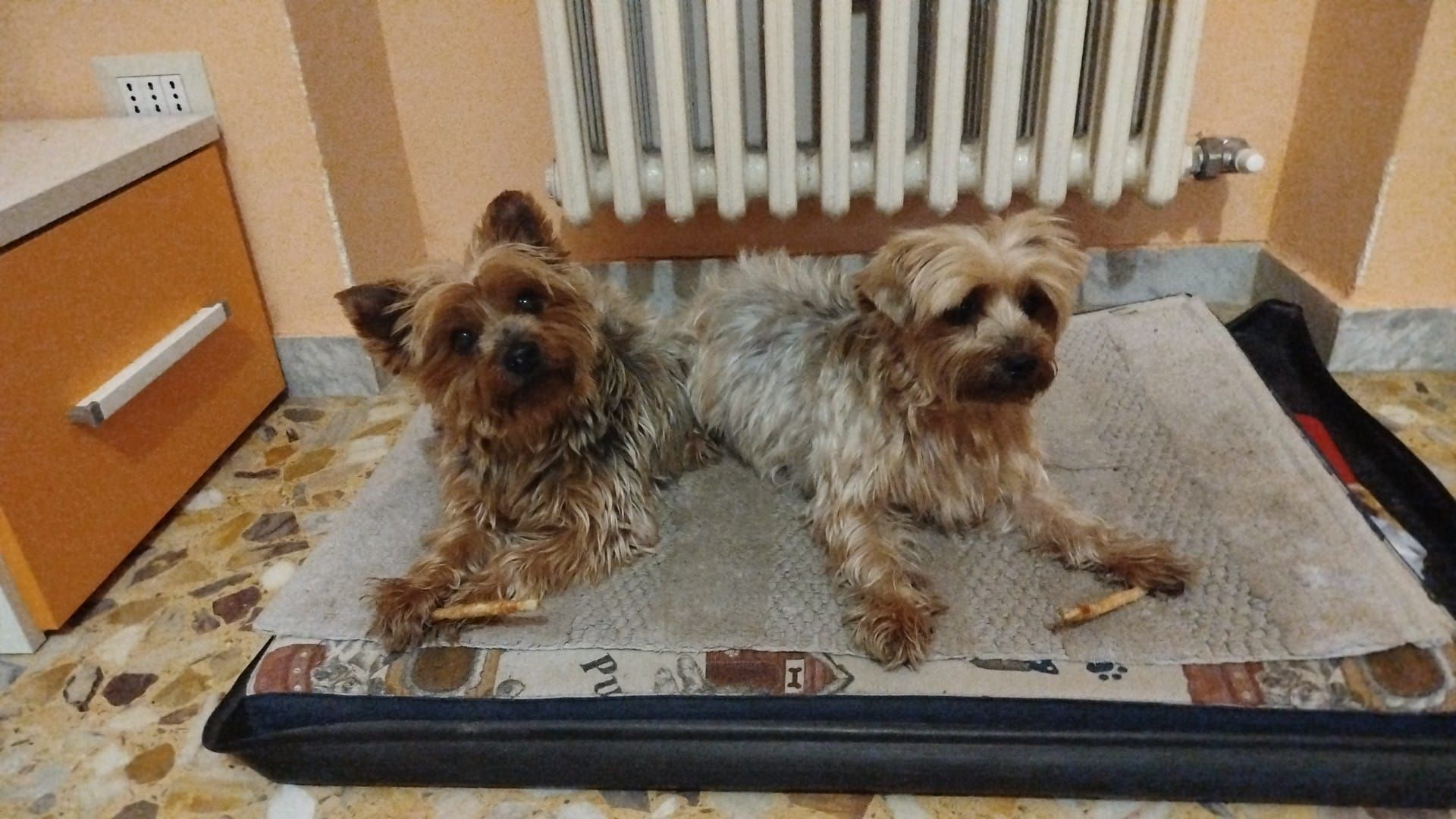 Luna e Lady