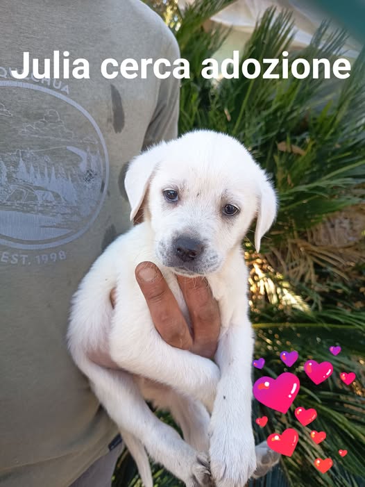 CUCCIOLI CERCANO CASA