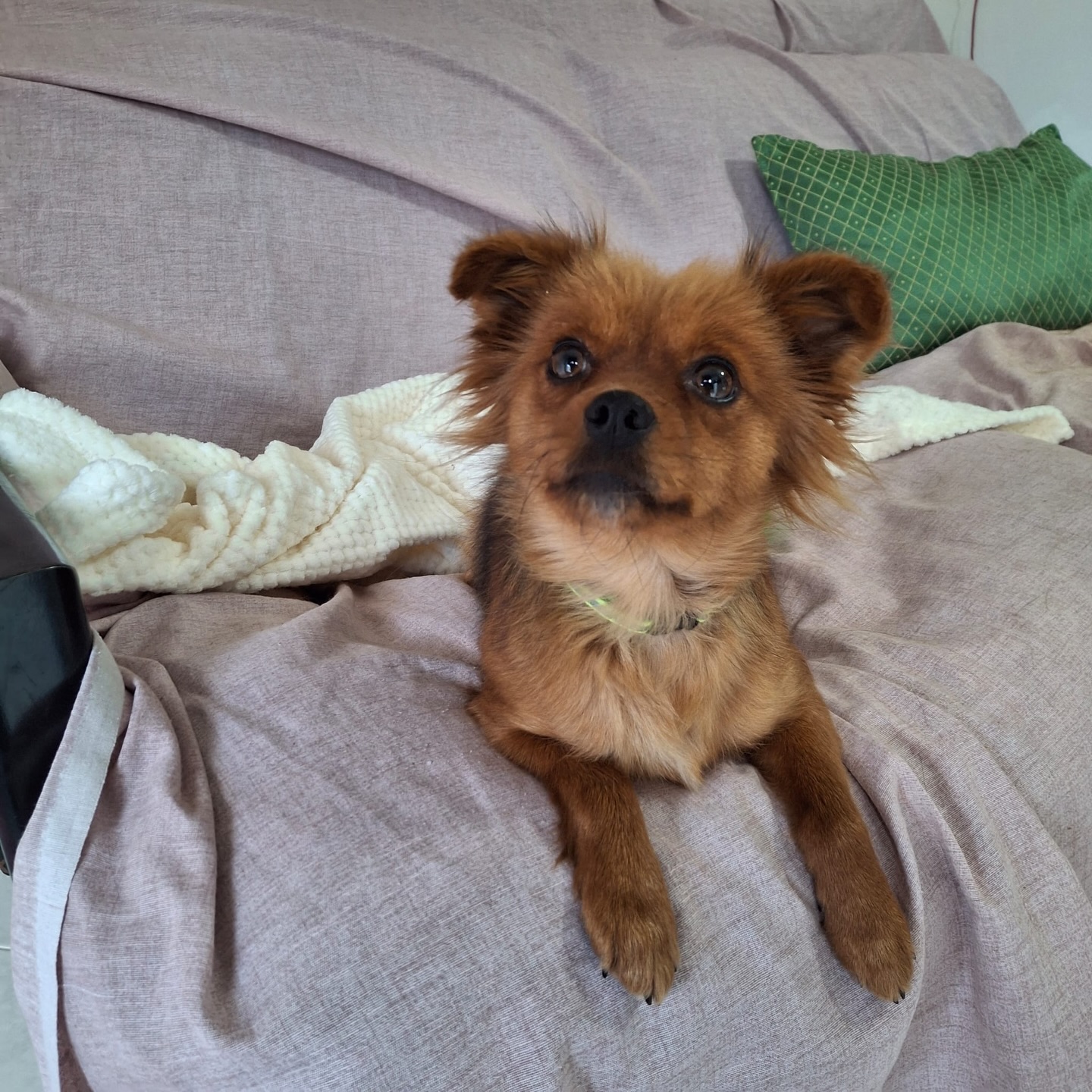 Cinzia ❤️ 2 anni ❤️ 4 kg