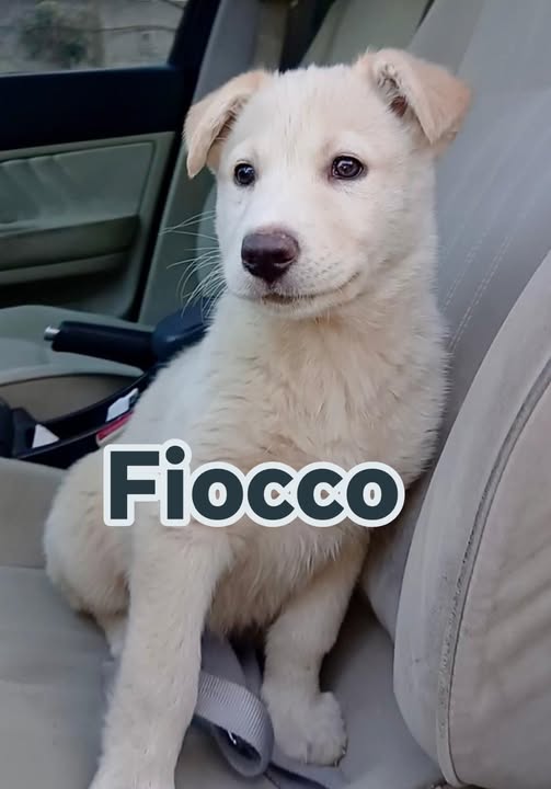 FIOCCO CERCA CASA