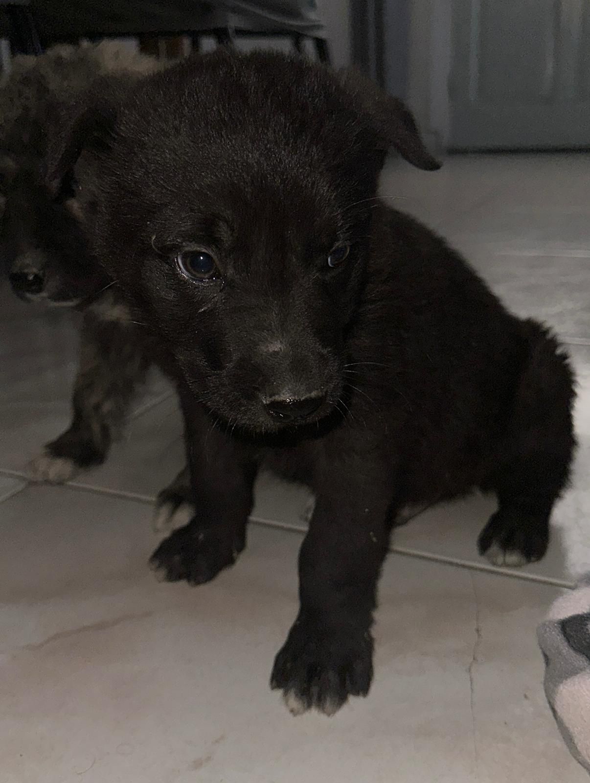🐾💛 EROS CERCA CASA  💛🐾