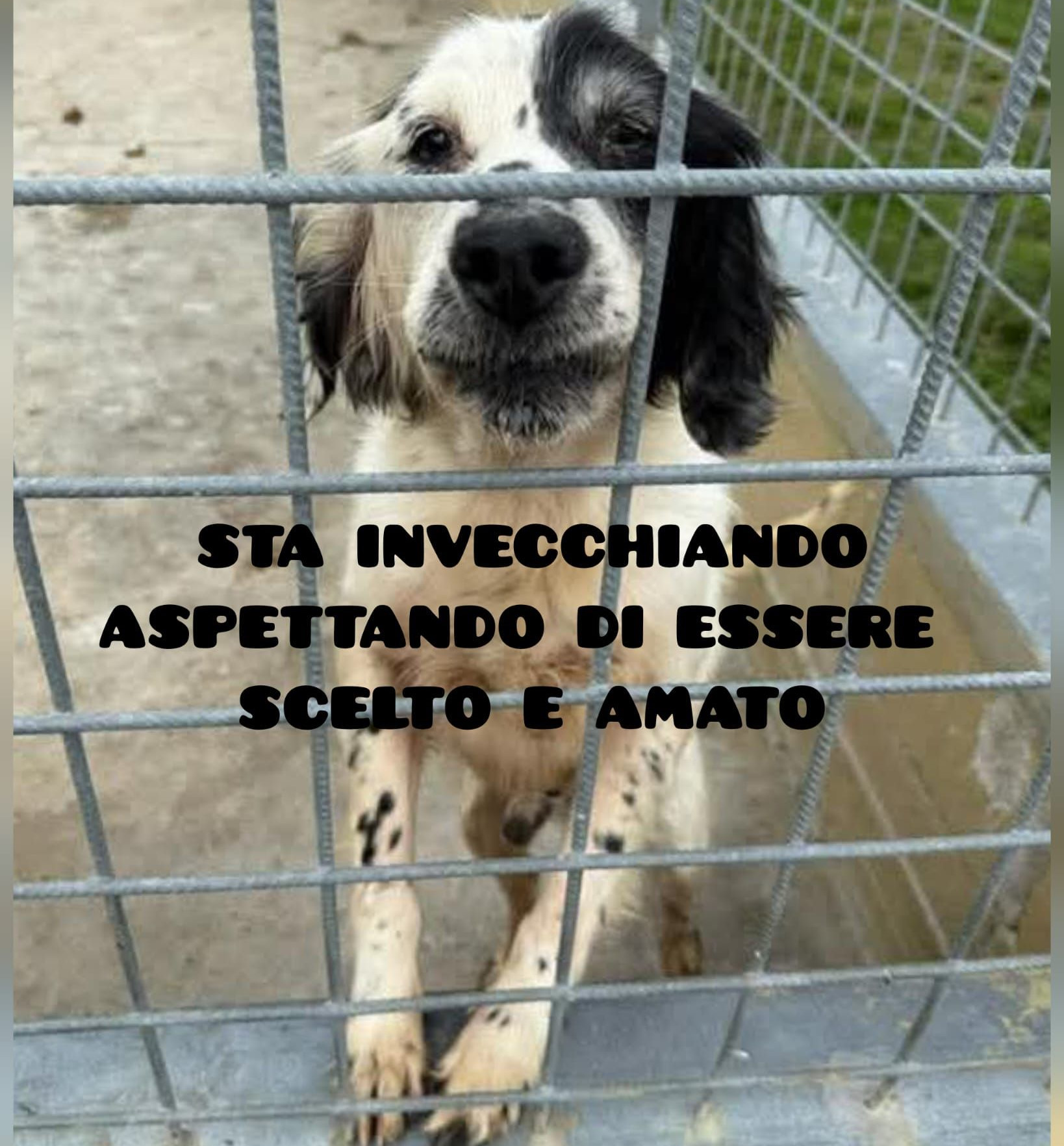 ‼️STA INVECCHIANDO ASPETTANDO DI ESSERE SCELTO E AMATO ‼️